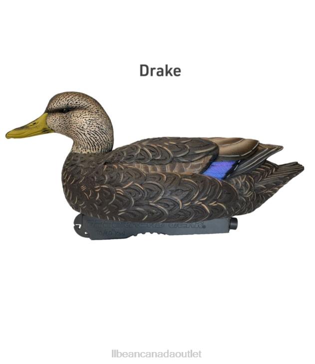Outdoor Equipment Black Duck H8XZ2307 Avery Pro-Grade Decoys 6-Pack Unisex L.L.Bean