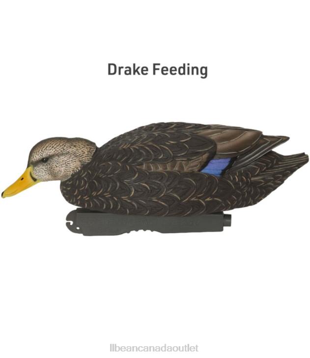 Outdoor Equipment Black Duck H8XZ2307 Avery Pro-Grade Decoys 6-Pack Unisex L.L.Bean